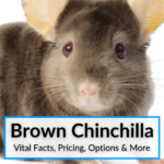 Brown Chinchilla