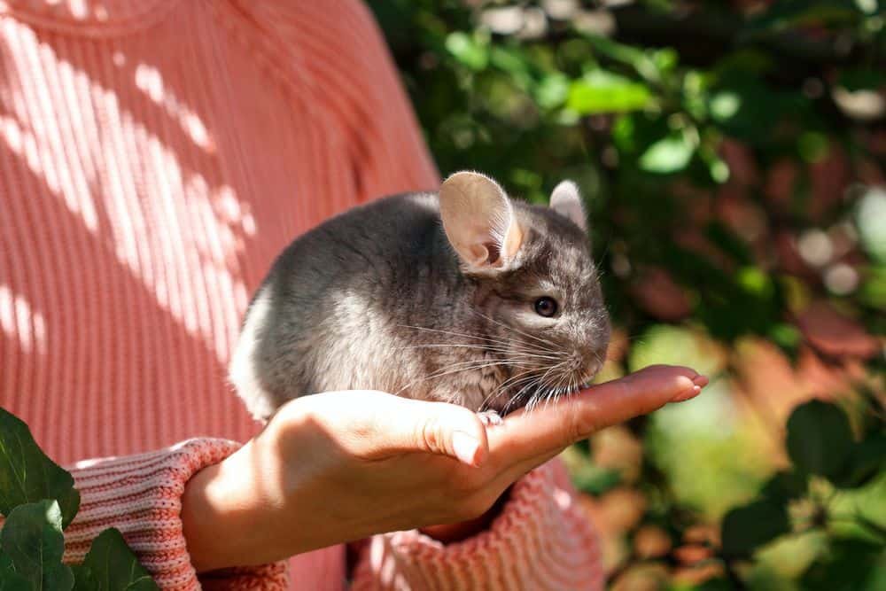 holding a brown chinchilla