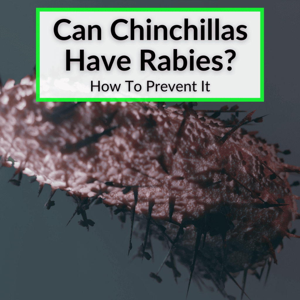 Can Chinchillas Have Rabies? (How To Prevent It)