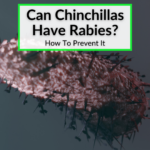 Can Chinchillas Have Rabies