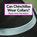 Can Chinchillas Wear Collars