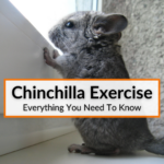 Chinchilla Exercise