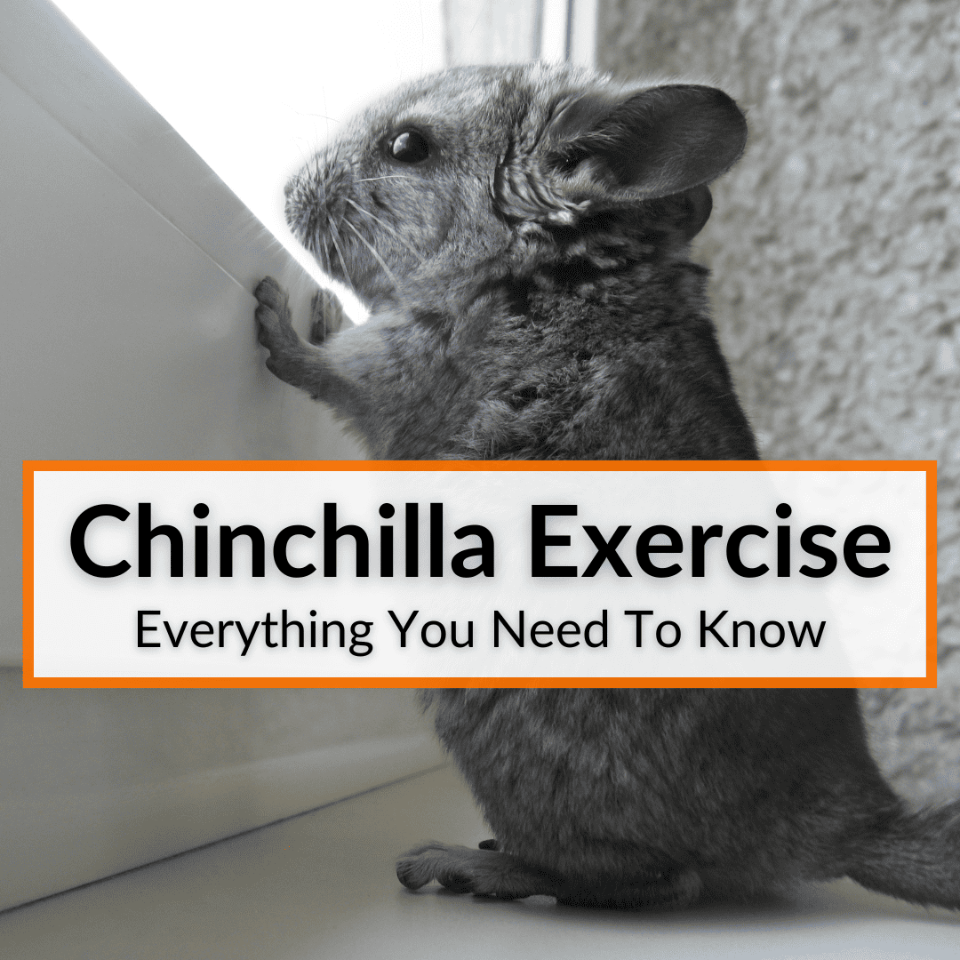 Chinchilla Exercise