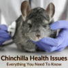 Chinchilla Health Issues