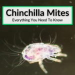 Chinchilla Mites