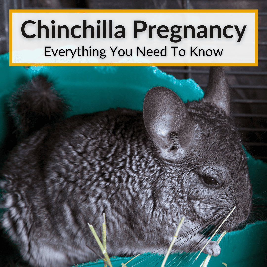 Chinchilla Pregnancy