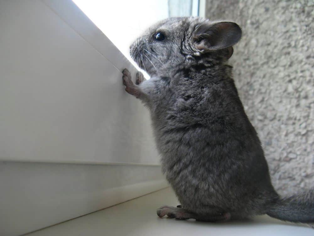 young chinchilla looking out window