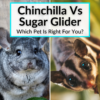 Chinchilla Vs Sugar Glider