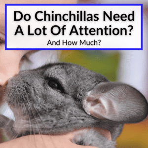 Do Chinchillas Need A Lot Of Attention