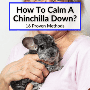 How To Calm A Chinchilla Down
