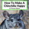 How To Make A Chinchilla Happy