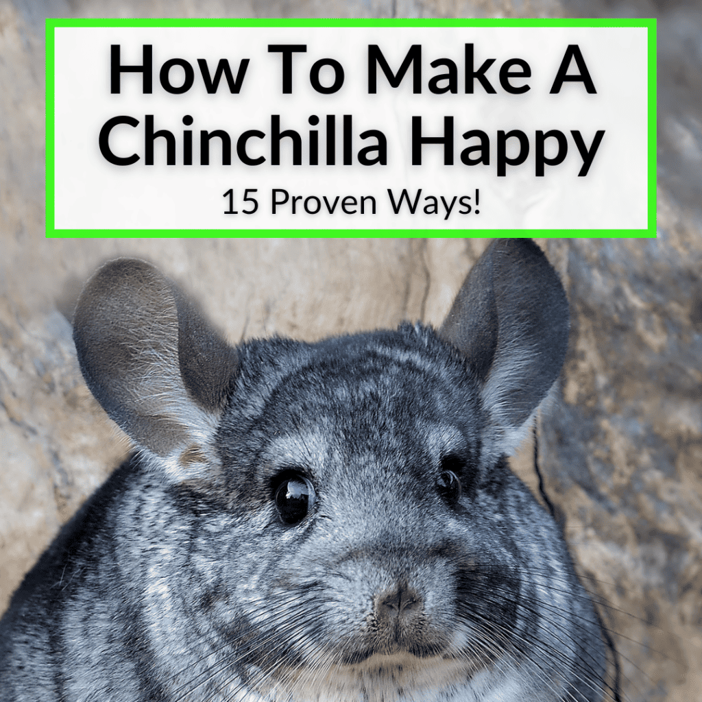 How To Make A Chinchilla Happy (15 Proven Ways!)