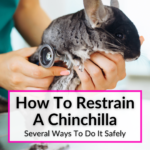 How To Restrain A Chinchilla
