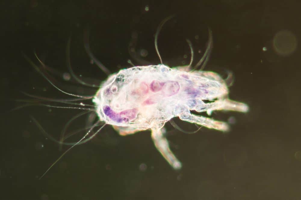 mite under the microscope