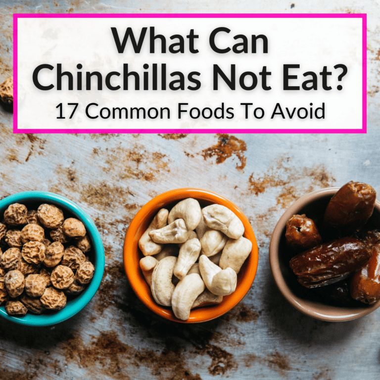 What Can Chinchillas Not Eat? (17 Common Foods To Avoid)