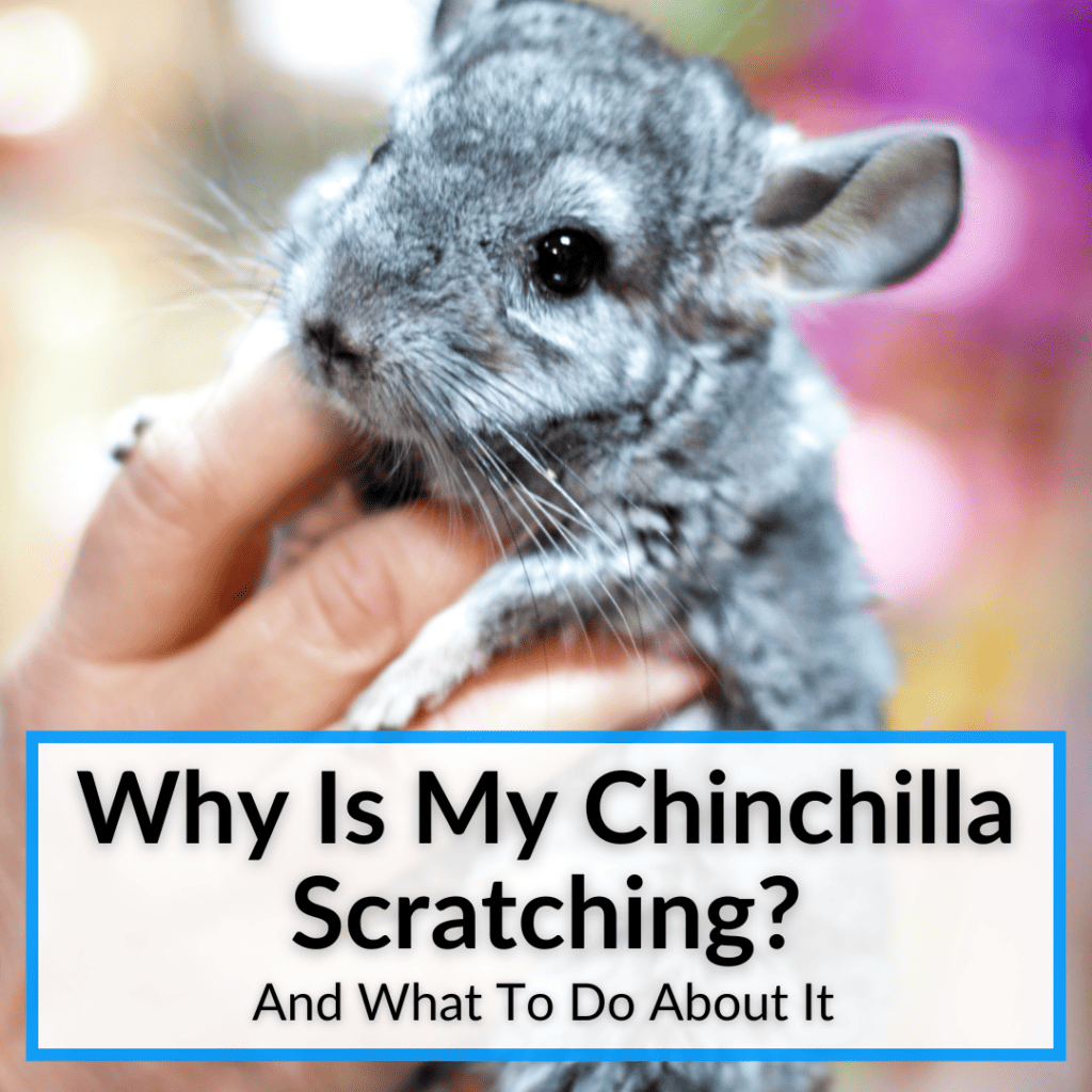 Why Is My Chinchilla Scratching? (And What To Do About It)