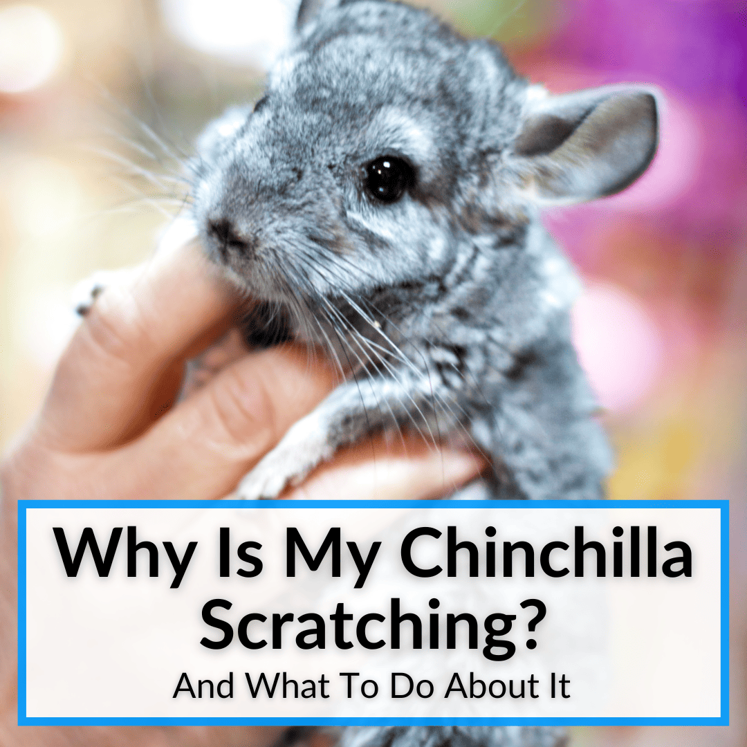 Why Is My Chinchilla Scratching