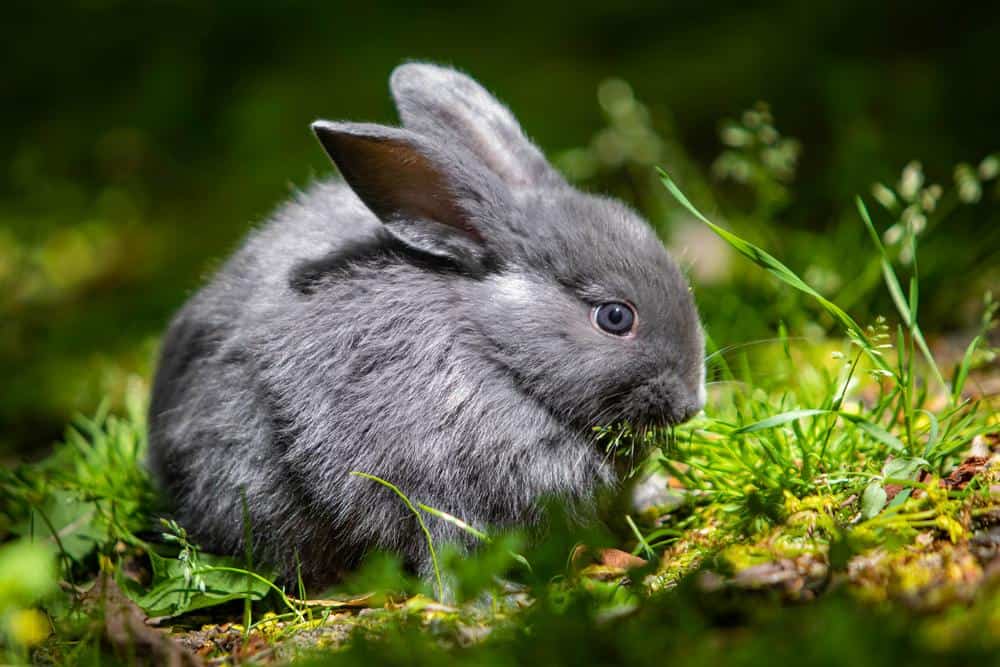 baby chinchilla rabbit