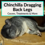 Chinchilla Dragging Back Legs