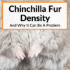 Chinchilla Fur Density