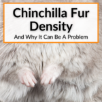 Chinchilla Fur Density