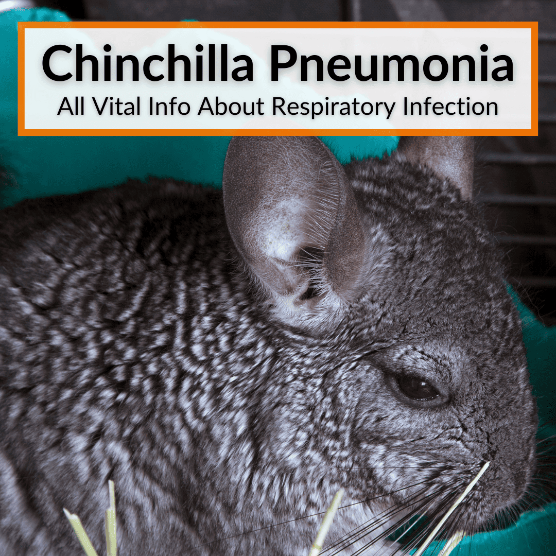 Chinchilla Pneumonia