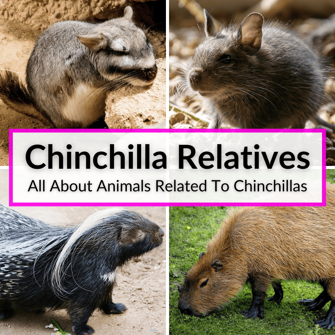 Chinchilla Relatives