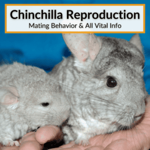 Chinchilla Reproduction