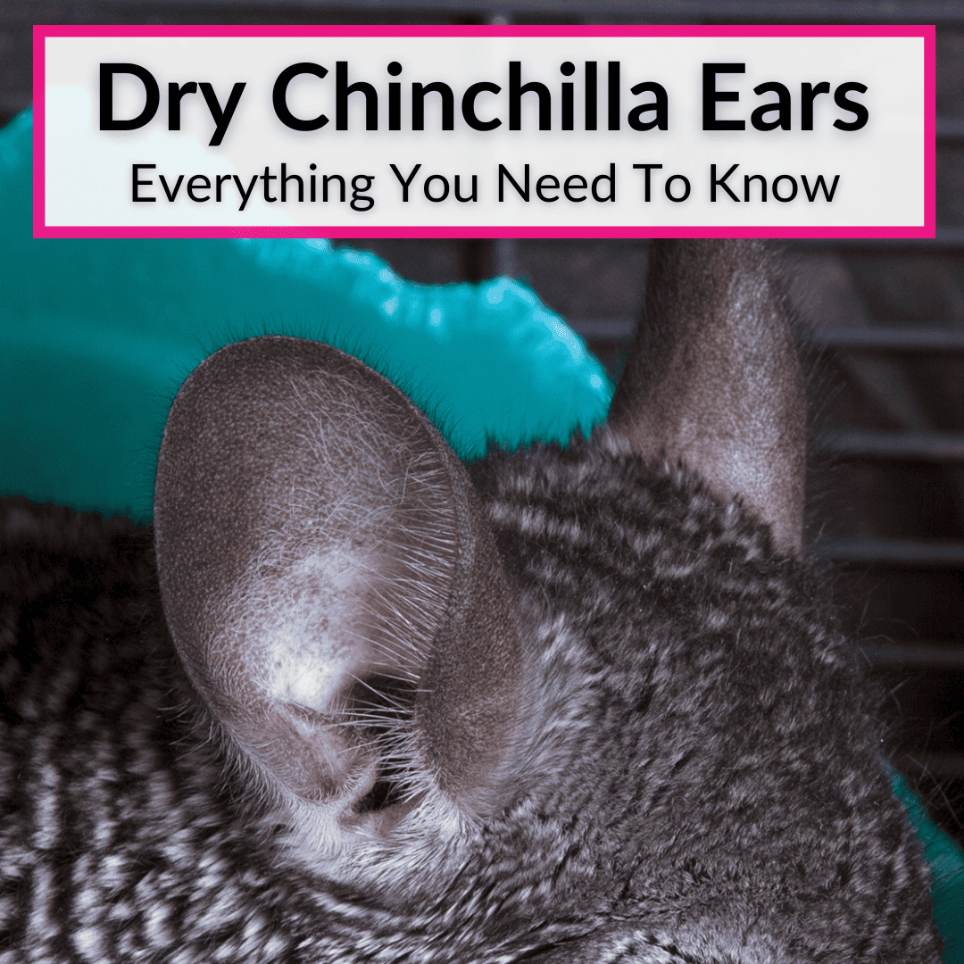 Dry Chinchilla Ears