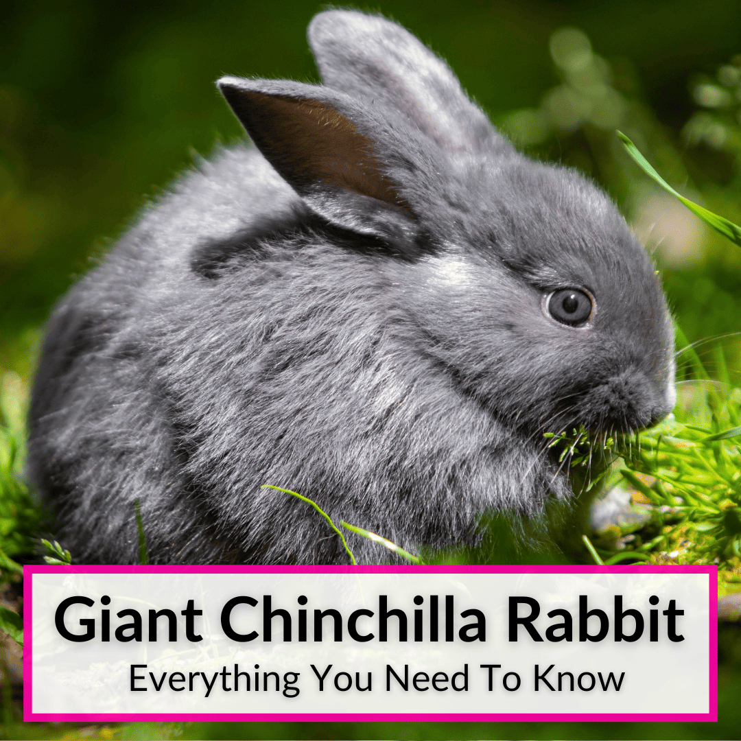 Giant Chinchilla Rabbit