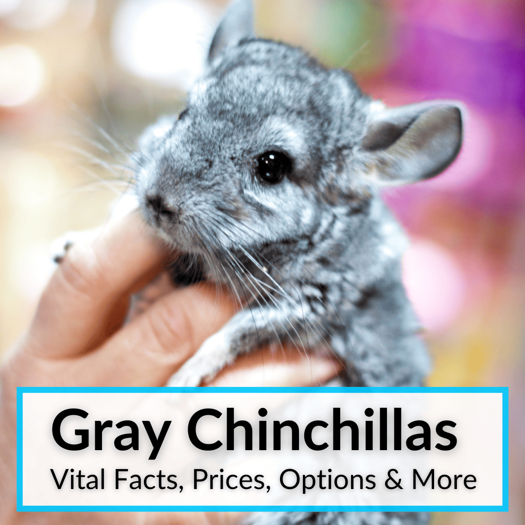 Grey Chinchillas