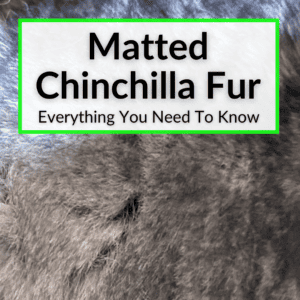 Matted Chinchilla Fur