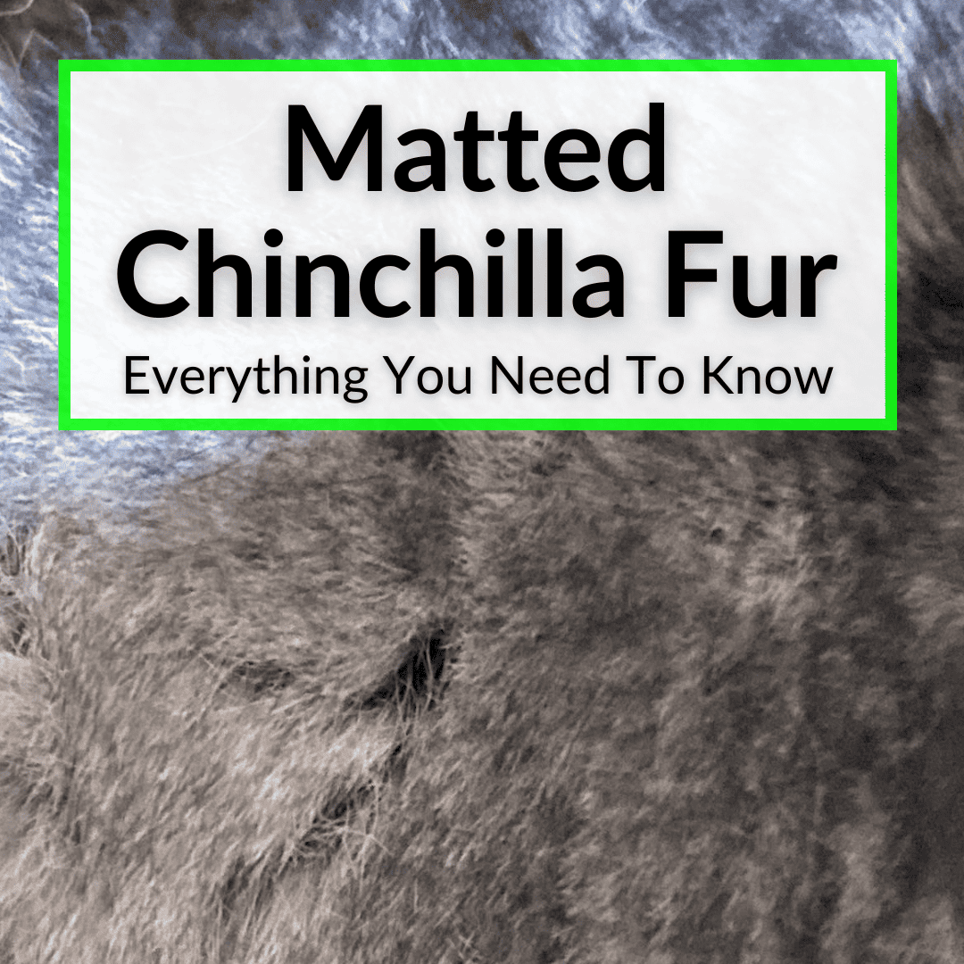 Matted Chinchilla Fur