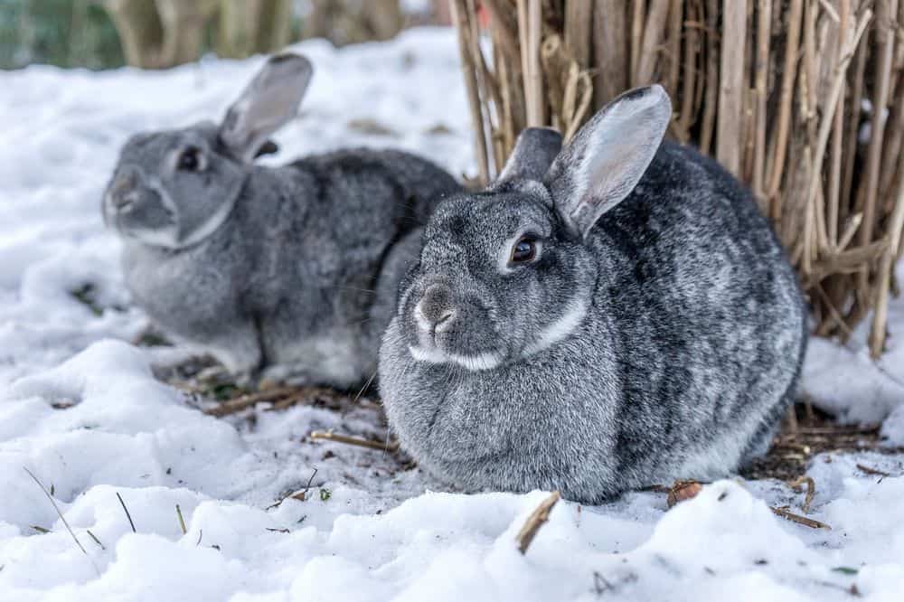 two giant chinchilla rabbits