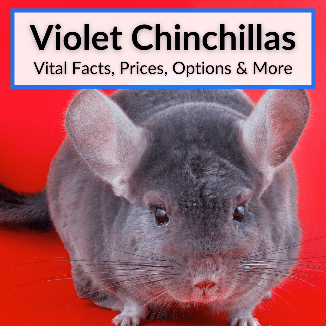 Violet Chinchillas