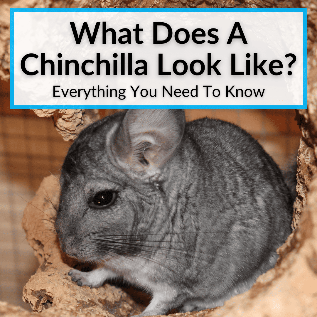 What Does A Chinchilla Look Like