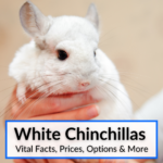 White Chinchillas