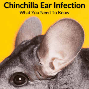 Chinchilla Ear Infection