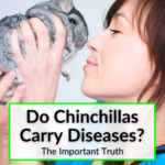 Do Chinchillas Carry Diseases