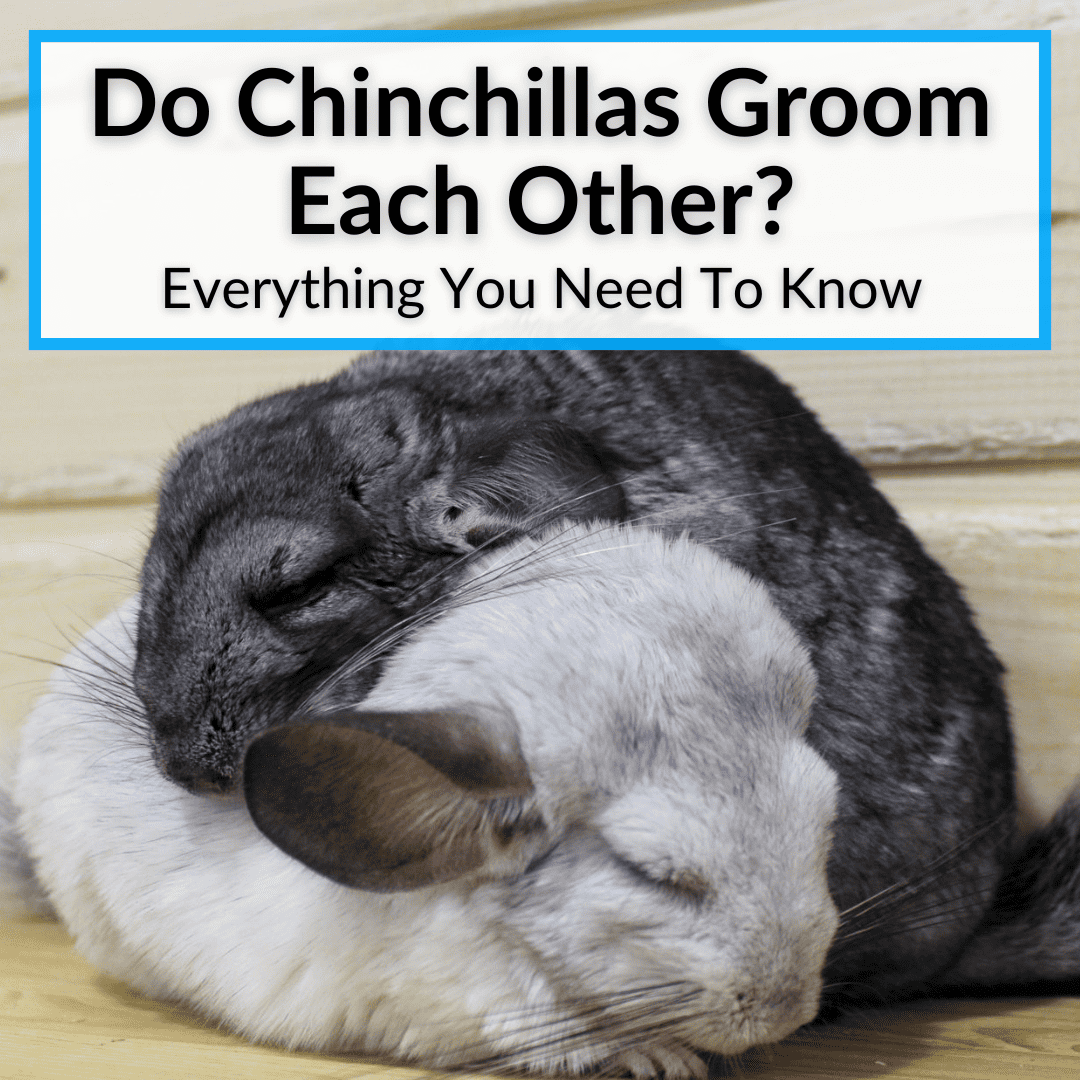 Do Chinchillas Groom Each Other