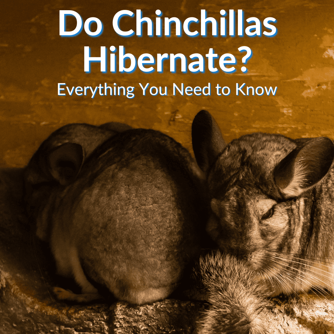 Do Chinchillas Hibernate