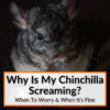 Why Is My Chinchilla Screaming
