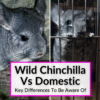 Wild Chinchilla Vs Domestic