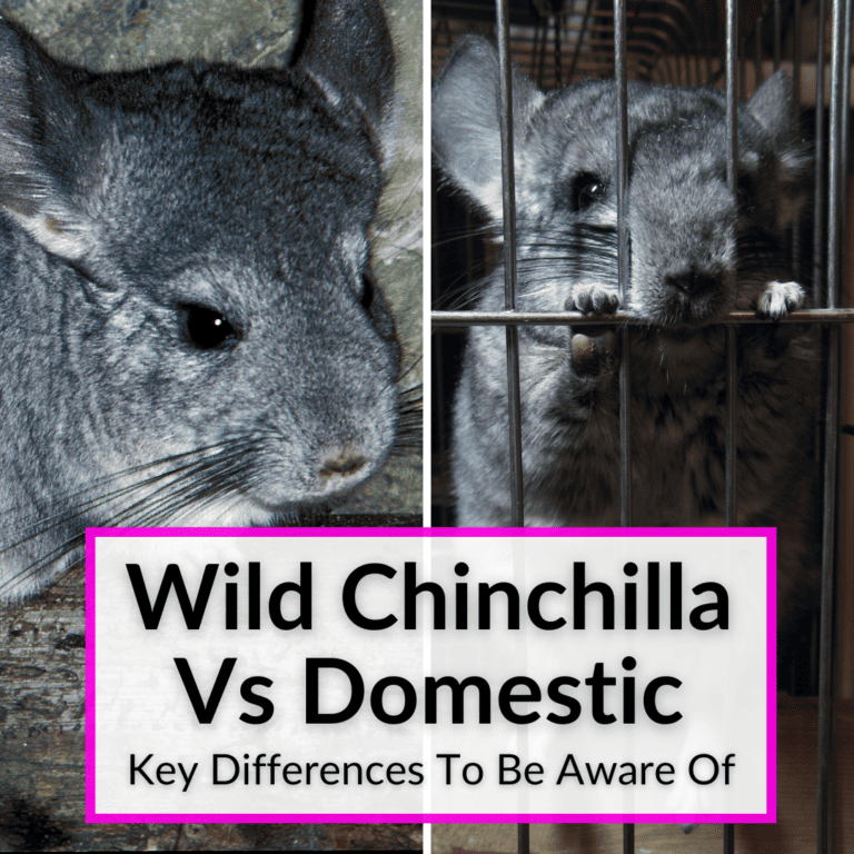 Chinchilla Behavior And Temperament (Surprises And What To Expect)